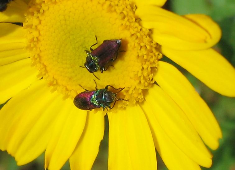 Carrellata di Anthaxia, Agrilus e Acmaeoderella